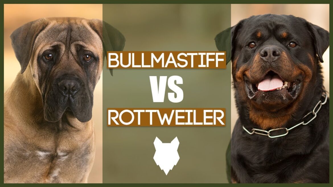 Which One is better between Bullmastiff and Rottweilers